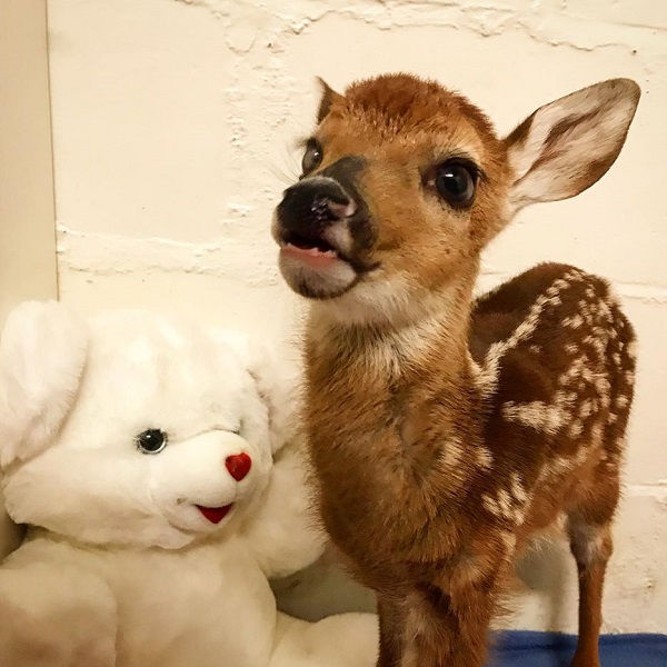Fawns and other animals that have been lost or orphaned are taken to the center by members of the public.