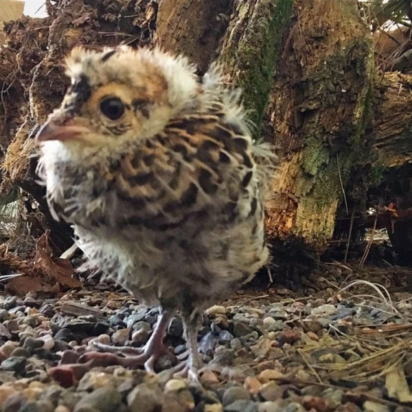 This orphaned baby owl will be taught how to survive in the wild and released as soon as it can be.