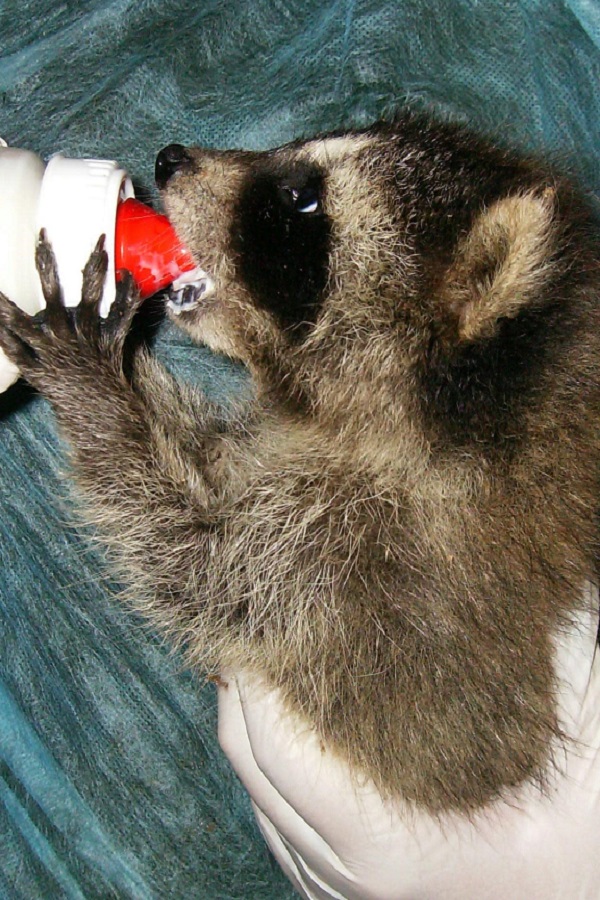 Northwoods Wildlife Center - Display Image