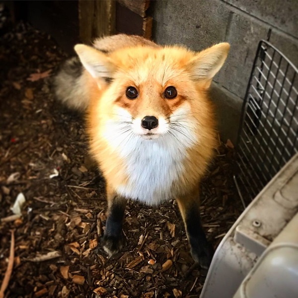 Northwoods Wildlife Center - Webpage Image