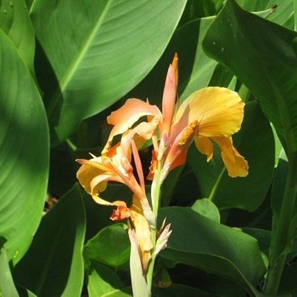 The gardens offer a symphony of sights and sounds, from the rustle of leaves and the birds attracted to them to the gentle buzz of pollinators.