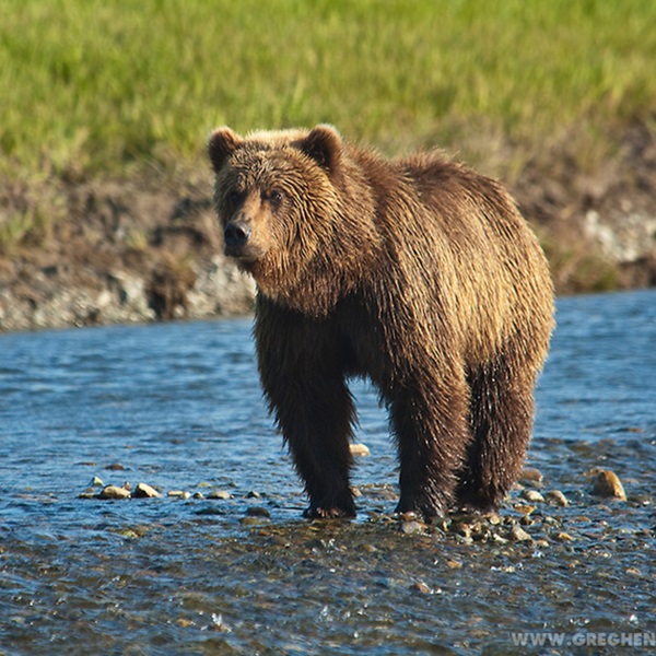 Get up close and personal with Alaskan wildlife including Bald Eagles, moose, and grizzly bears. 