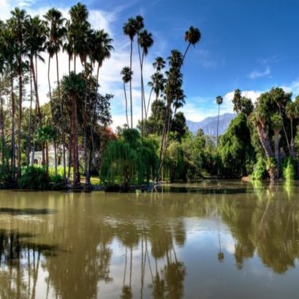 Tranquil Lake Baldwin is surrounded by lush greenery, with vibrant water lilies and turtles basking in the sun. 