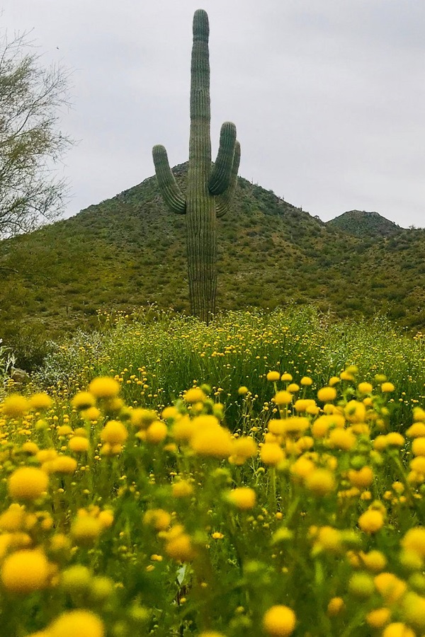City of Cave Creek - Display Image
