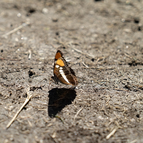 The nature center at Wilderness Park offers both interpretive and live animal displays showing local animal species, such as the Monarch Butterfly.