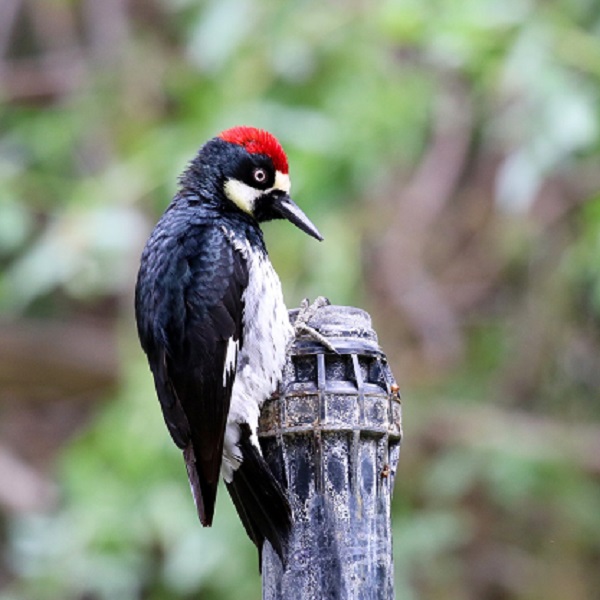 This Acorn Woodpecker is just one of dozens of bird species found in the park at different times of the year.
