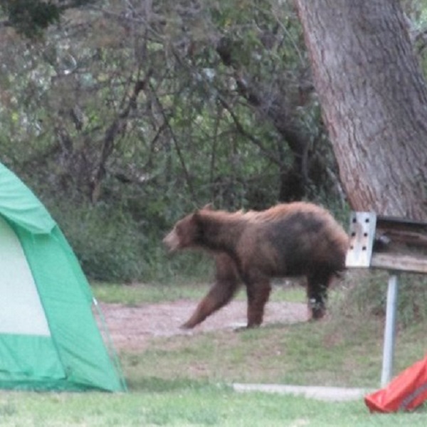 Even a California Black Bear (which can be many colors other than black) can be found wandering through the park on occasion.