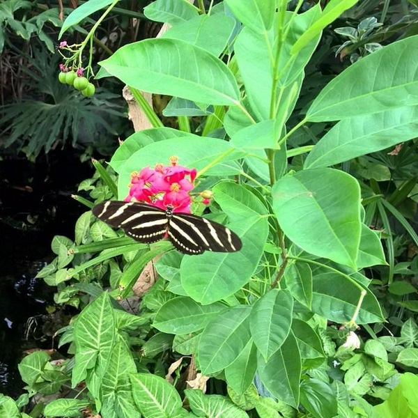 Hundreds of butterflies flutter freely amidst blooming flowers and ponds within the gardens.