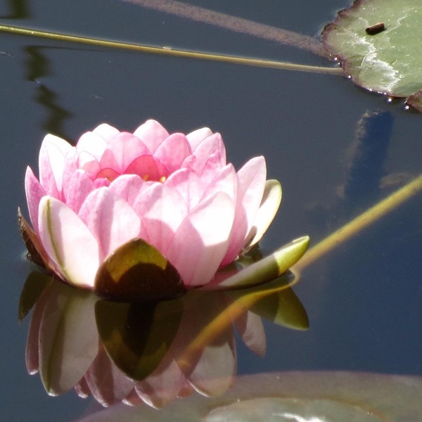 The gardens cultivate a stunning collection of exotic and native plants, including water species. 