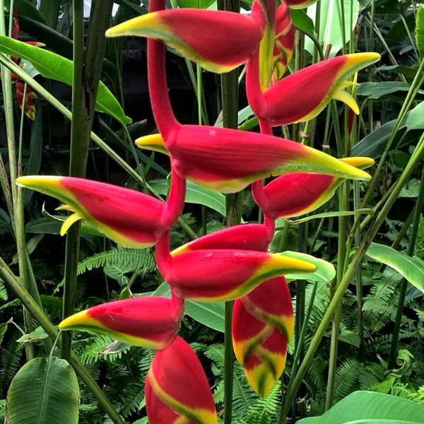 Western Colorado Botanical Gardens - Webpage Image