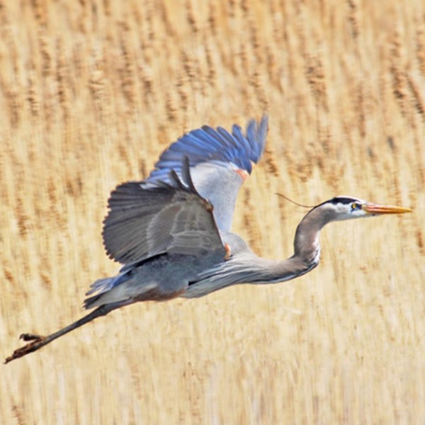 Photographers can capture breathtaking sunrises over the marsh, the graceful flight of herons, or the vibrant colors of wildflowers blooming in the meadows. 