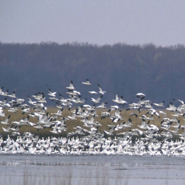 Visitors to the Bombay Hook Wildlife Refuge can listen to a symphony of birdsong while viewing its endless beauty. 