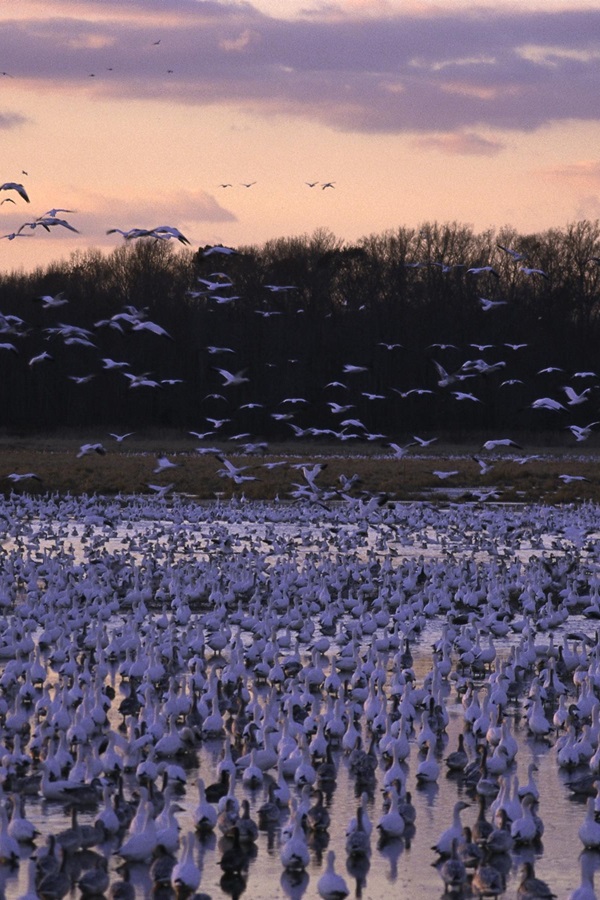 Bombay Hook National Wildlife Refuge - Display Image