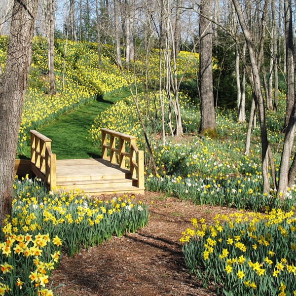 Springtime at Gibbs Gardens is a spectacular sight, with over 2 million daffodils painting the rolling hills in a sea of yellow. 