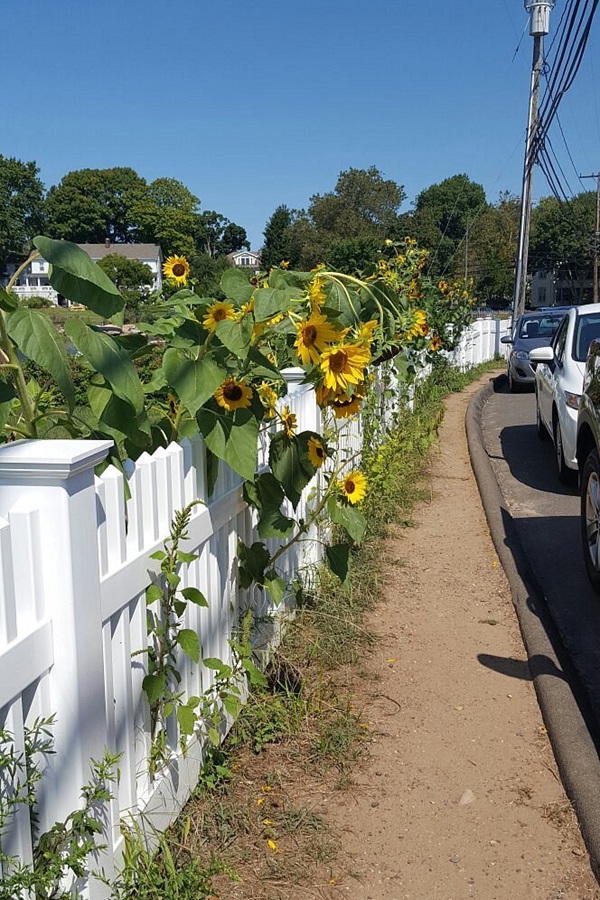 Town of Plainfield - Display Image