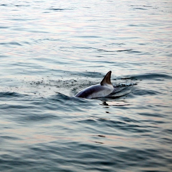 Cape Water Tours even partners with the MERR Institute, contributing to valuable research data on the area’s dolphin population. 