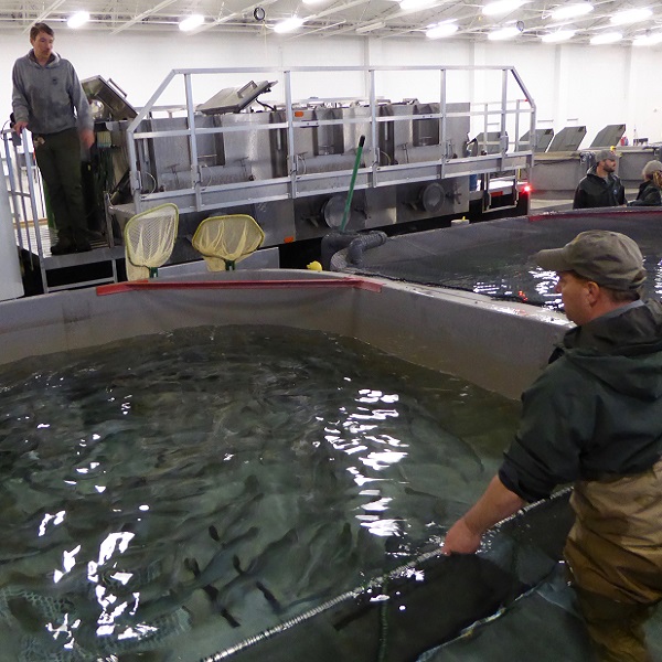 Fish and Game officials prepare to transfer Idaho Coho Salmon from the hatchery in Eagle to release in the Boise River. The hatchery has helped repopulate the declining salmon numbers of the area. 