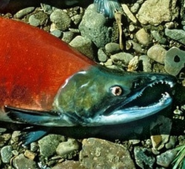 Fishing for Coho Salmon is available in the Boise River, thanks to the Eagle Hatchery Program. 