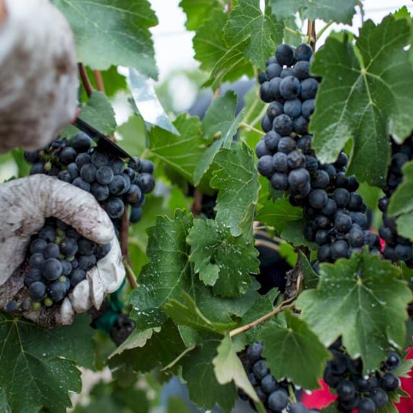 The Lewis Clark Valley boasts a burgeoning wine scene, with rolling hills dotted with vineyards and charming wineries. 