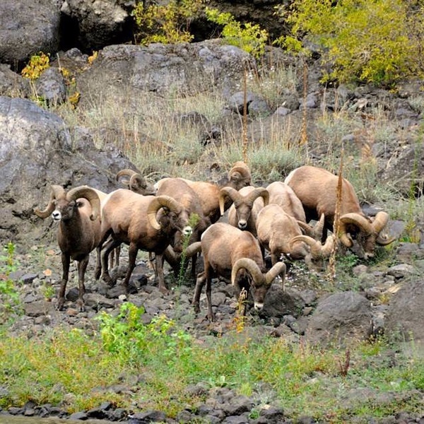 Visitors should keep their eyes peeled for bighorn sheep, deer, eagles, otters, and even the occasional bear as they travel the canyon.