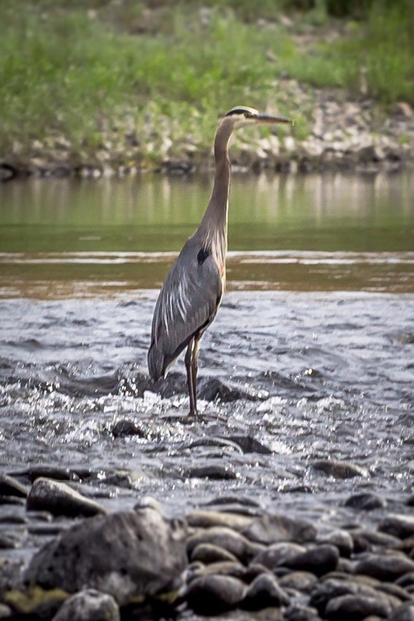 Snake River Adventures - Display Image