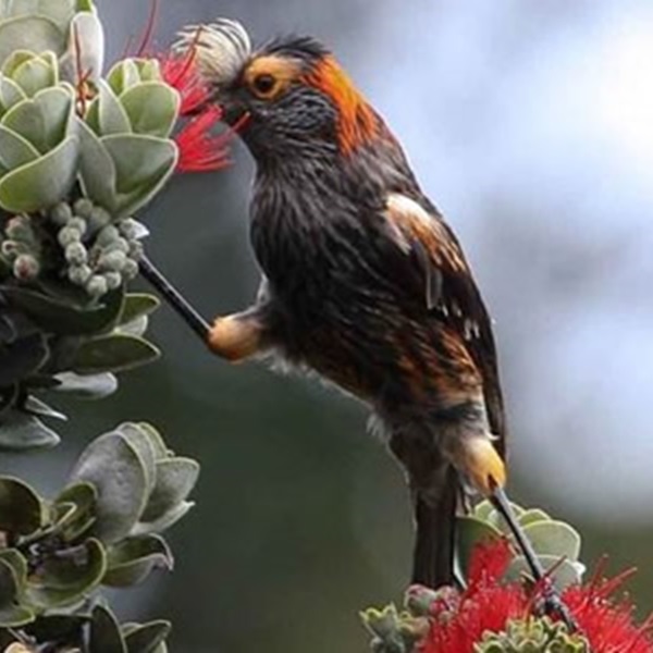 The park is a haven for endemic species, including the 'Ākohekohe, a critically endangered honeycreeper found only in North Kona. 