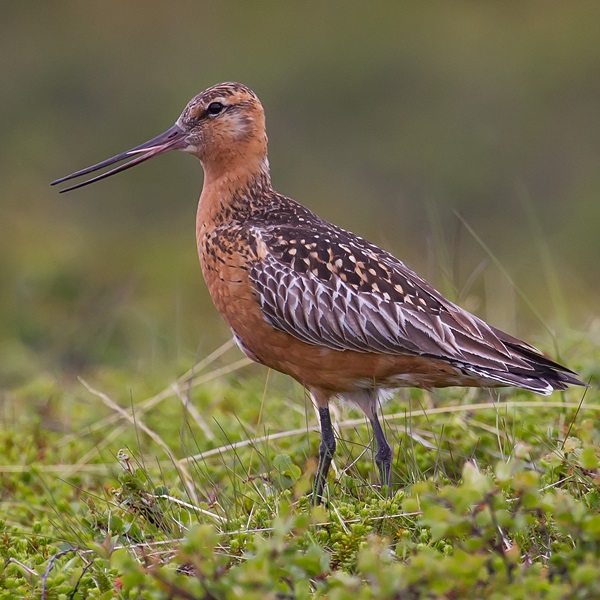 The park is home to seasonal migratory birds like the Bar-tailed Godwit, which journeys over 7,000 miles from Alaska. 