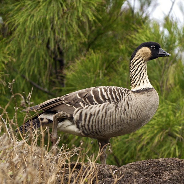 The rare Nene Goose, Hawaii's state bird, nests in the cooled lava fields of Kaloko-Honokōhau National Historic Park. 