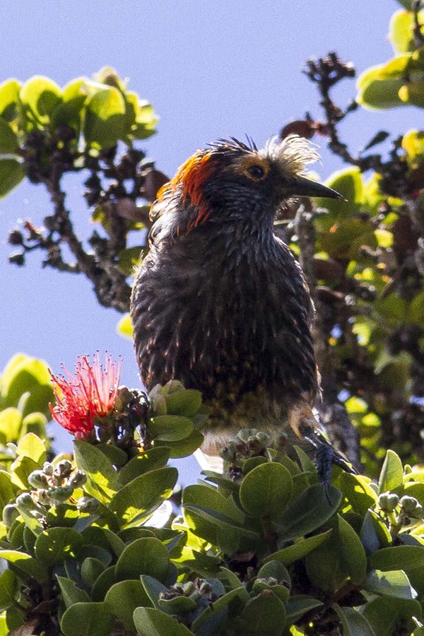 Kaloko-Honokōhau National Historic Park - Display Image