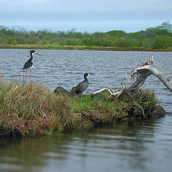 Kaloko-Honokōhau National Historic Park - Webpage Image