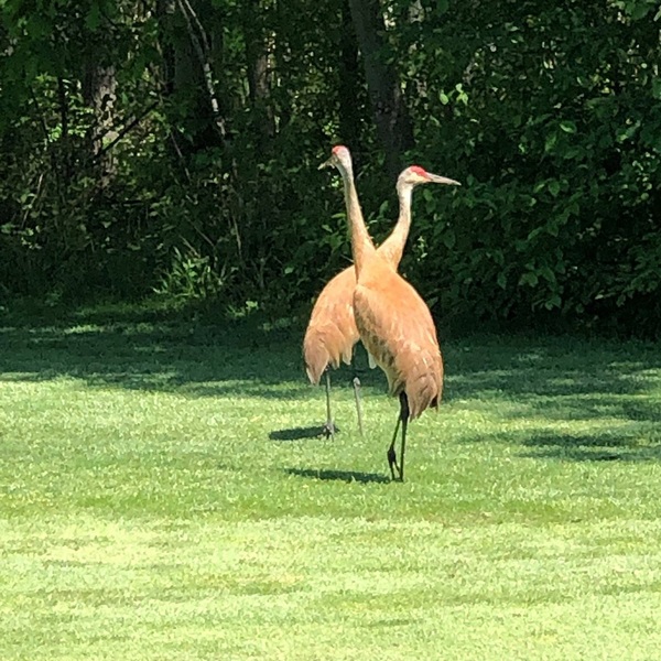 Wixom Habitat, a 300-acre nature preserve, offers a haven for native plants and animals. Visitors can explore hiking trails and birdwatching. 