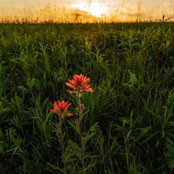More than 25 rare and endangered plant and animal species have been recorded in Prairie State Park, some of which are not found anywhere else in the state.