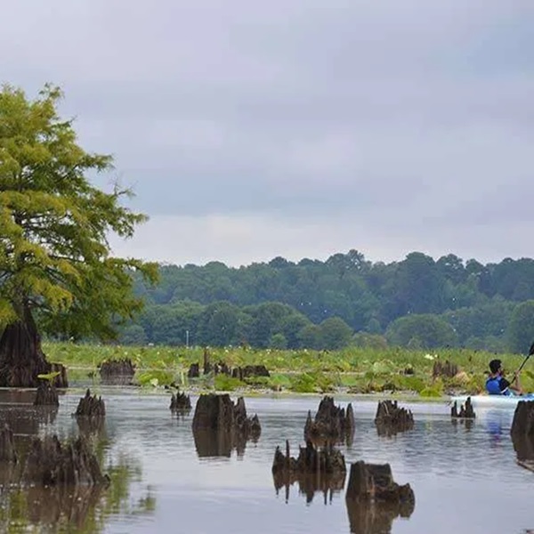 Experience the wonders of nature at the Sam D. Hamilton National Wildlife Refuge. Hike, kayak, or canoe through diverse ecosystems. 