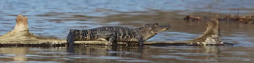 Visit Starkville - Header Image