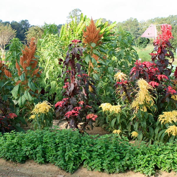 Plants tagged with the coveted Mississippi Medallions have proven their resilience and beauty in Mississippi's climate. 