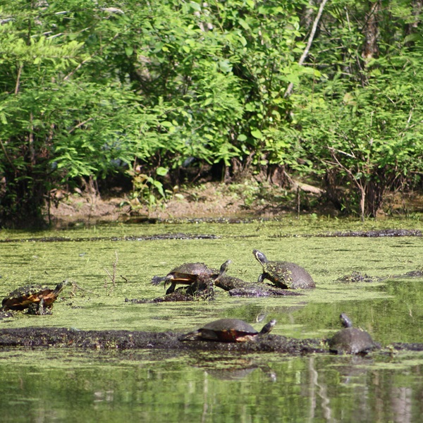 Kinston is a truly special town with a unique blend of history, culture, and natural beauty. 