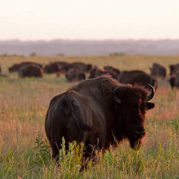 Prairie State Park Campground - Webpage Image