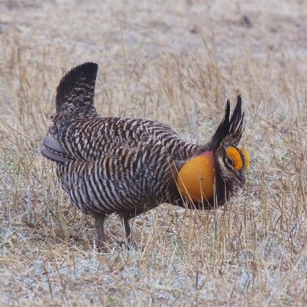 The Sheyenne Grasslands provide habitat for the largest population of Prairie Chickens. 