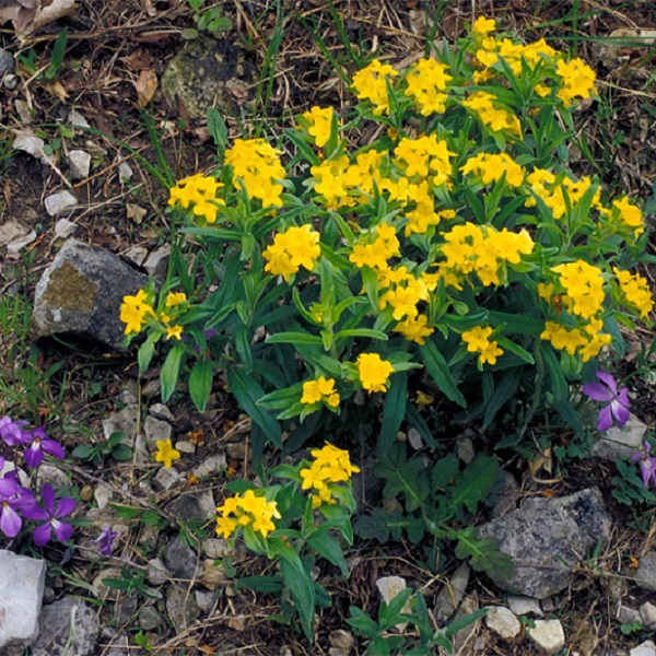 Hoary Puccoon is one of the wildflowers that grow within the grasslands. 