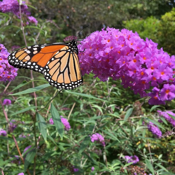 Explore diverse microhabitats, each boasting its unique collection of native plants, attracting an array of birds, butterflies, and other creatures. 