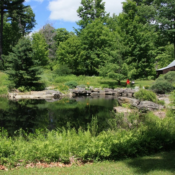Distant Hill Gardens focuses on preserving and celebrating the vibrant diversity of native New Hampshire flora, helping to restore natural local ecosystems. 