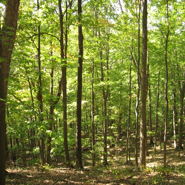 Pike State Forest is home to a variety of wildlife, including deer, turkeys, and numerous bird species. Riding strikes a delicate balance between recreation and conservation.