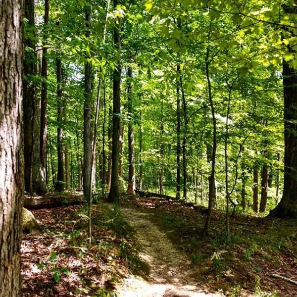 Pike State Forest boasts over 20 miles of designated ATV and OHV trails, catering to all skill levels, from the winding Novice Loop to the challenging Black Diamond Trail.