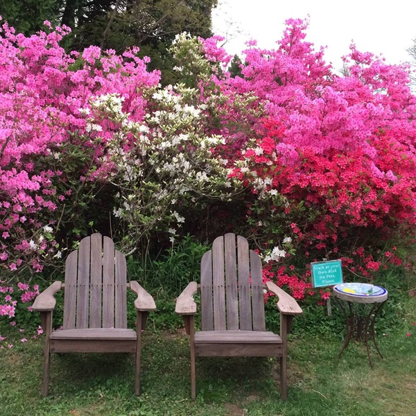 The Kinney Azalea Gardens are renowned for their spectacular display of azaleas, boasting over 1,000 cultivars and species.