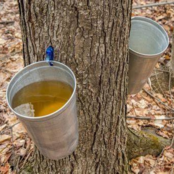 Maple syrup production in Clearfield County follows the traditional process of tapping maple trees, collecting sap, and boiling it down to make syrup.