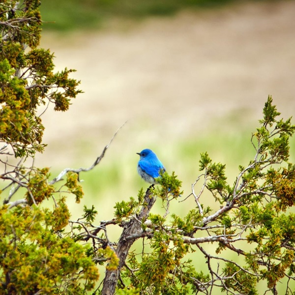 Shadehill Recreation Area  - Webpage Image