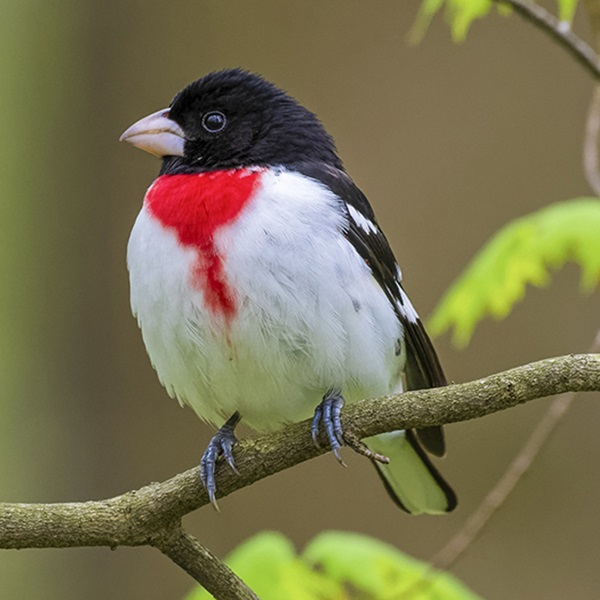 Witness the transition from northern boreal species like the Red-breasted Crossbill to southern specialties like the Rose-breasted Grosbeak as you descend in elevation through the park.