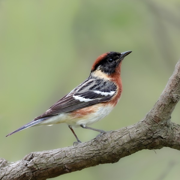 The Smokies are alive with the melodious calls and songs of birds, from the warblers' vibrant trills to the woodpeckers' drumming.