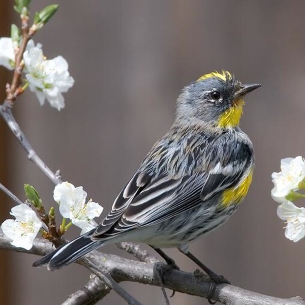 During spring and fall migration, waves of colorful warblers, like Black-throated Blue, Yellow-rumped, and Hooded Warblers, flit amongst the leaves, adding splashes of color to the foliage. 