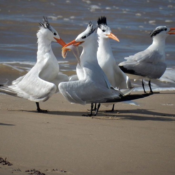 Laughing gulls are practically synonymous with the Surfside Beach Bird and Butterfly Trail. These boisterous birds add a soundtrack and a splash of personality to the trail experience. 
